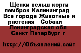 Щенки вельш корги пемброк Калининград - Все города Животные и растения » Собаки   . Ленинградская обл.,Санкт-Петербург г.